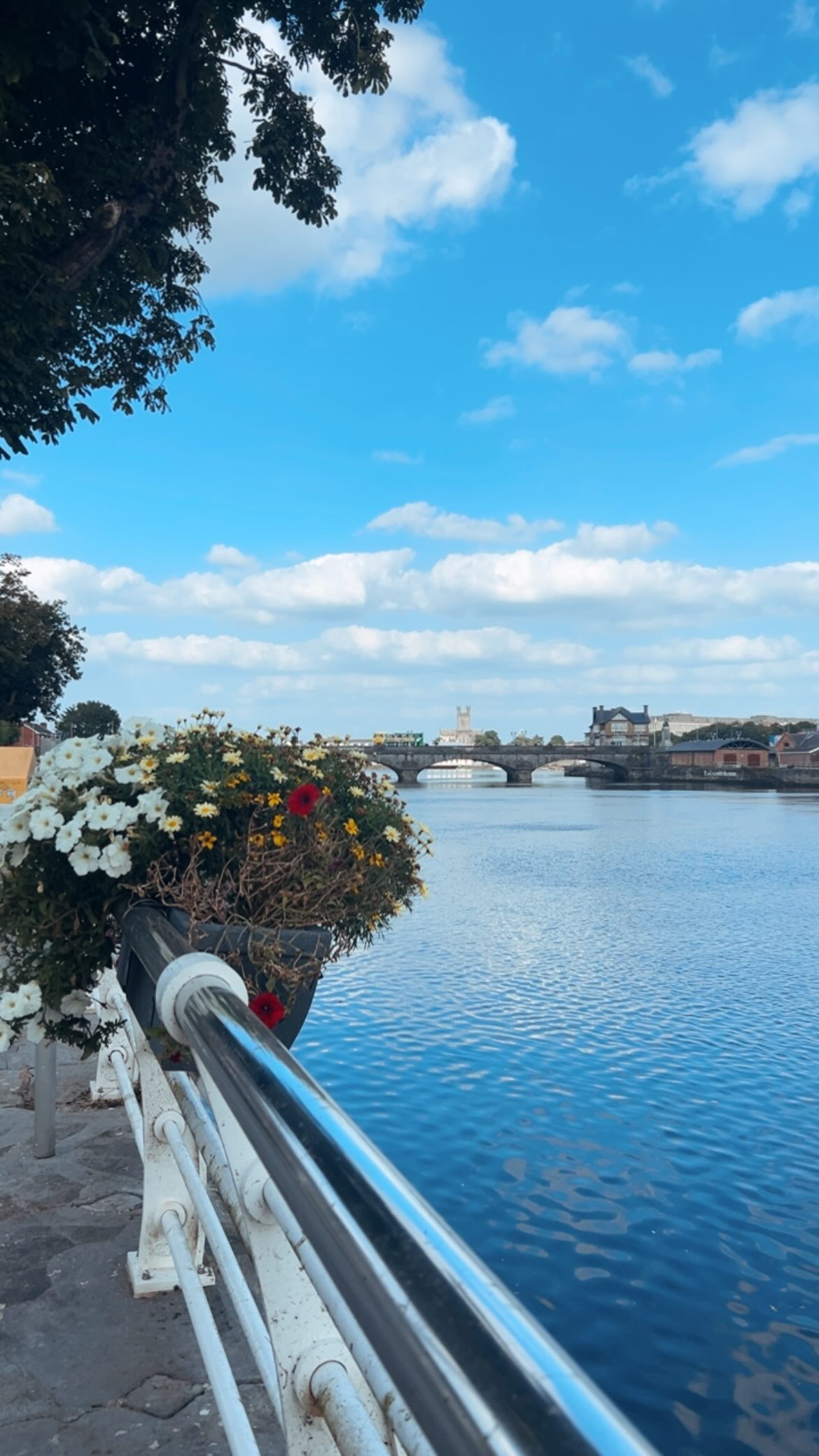 Ponte sobre o Rio Shannon com flores brancas em Limerick